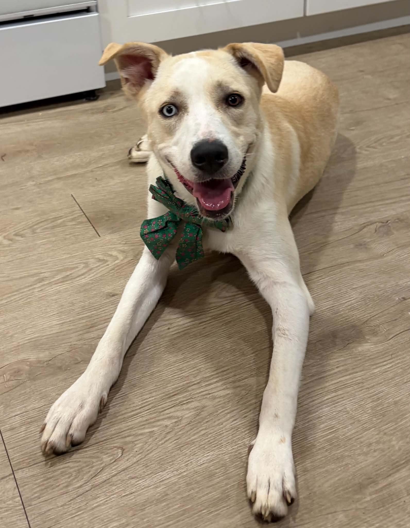 Miss Pickle, ADOPTABLE, Young Female Retriever & Canaan Dog.