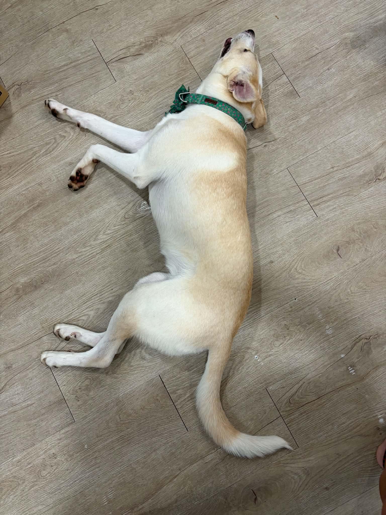 Enlarge Miss Pickle, a ADOPTABLE mixed breed in Lawrenceville, GA image 3/4