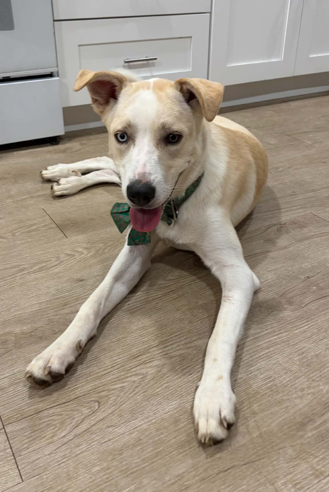 Enlarge Miss Pickle, a ADOPTABLE mixed breed in Lawrenceville, GA image 4/4