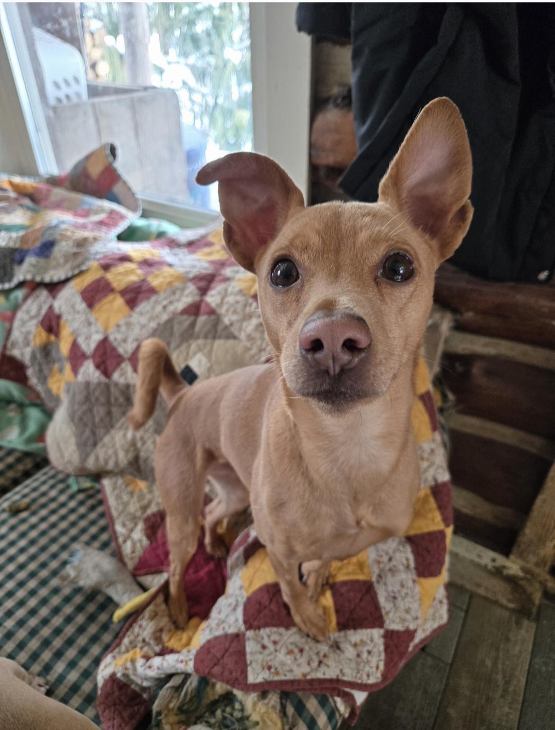 Enlarge Buddy, a Adoptable mixed breed in Friendship, NY image 4/4