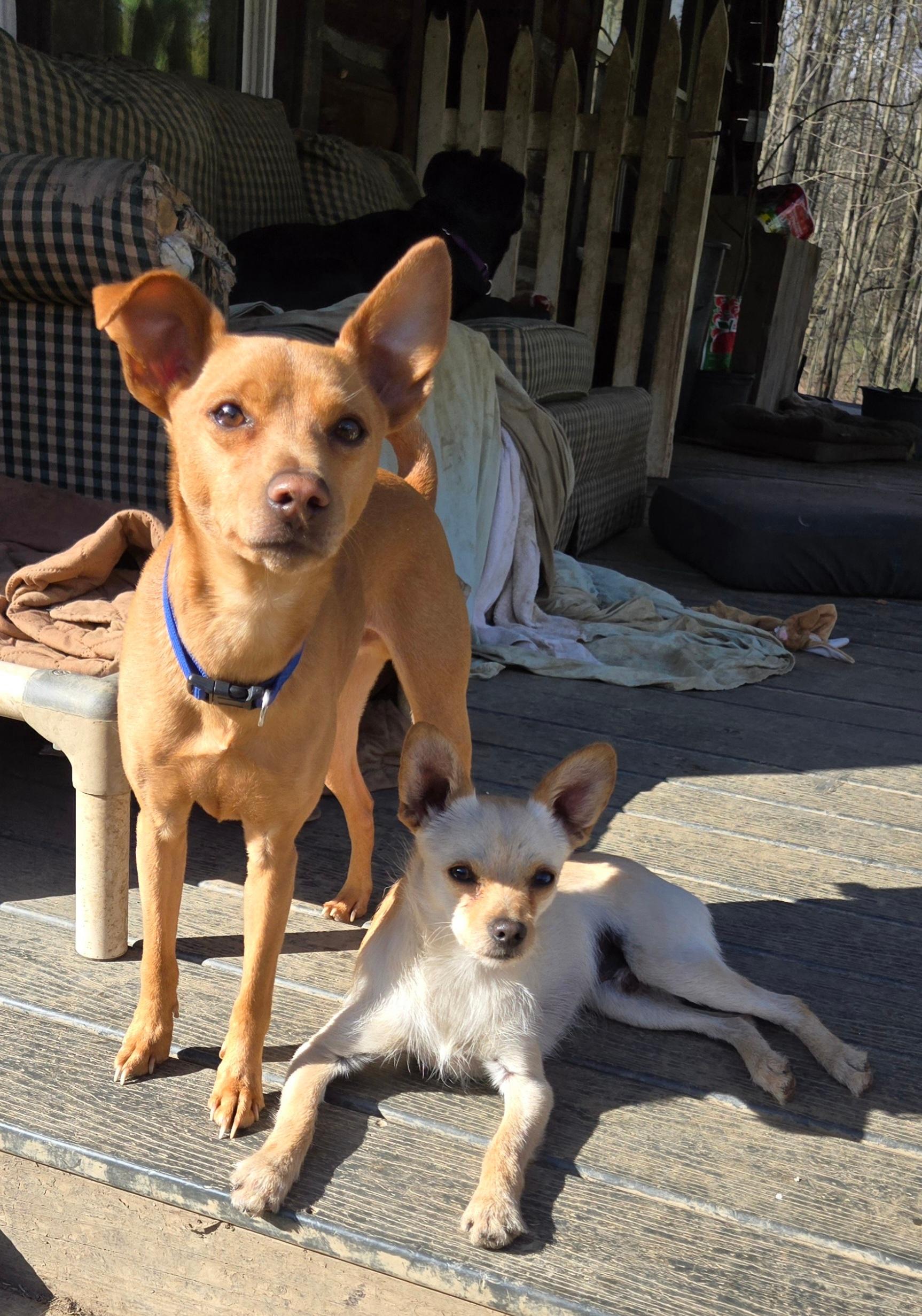 Enlarge Buddy, a Adoptable mixed breed in Friendship, NY image 2/4