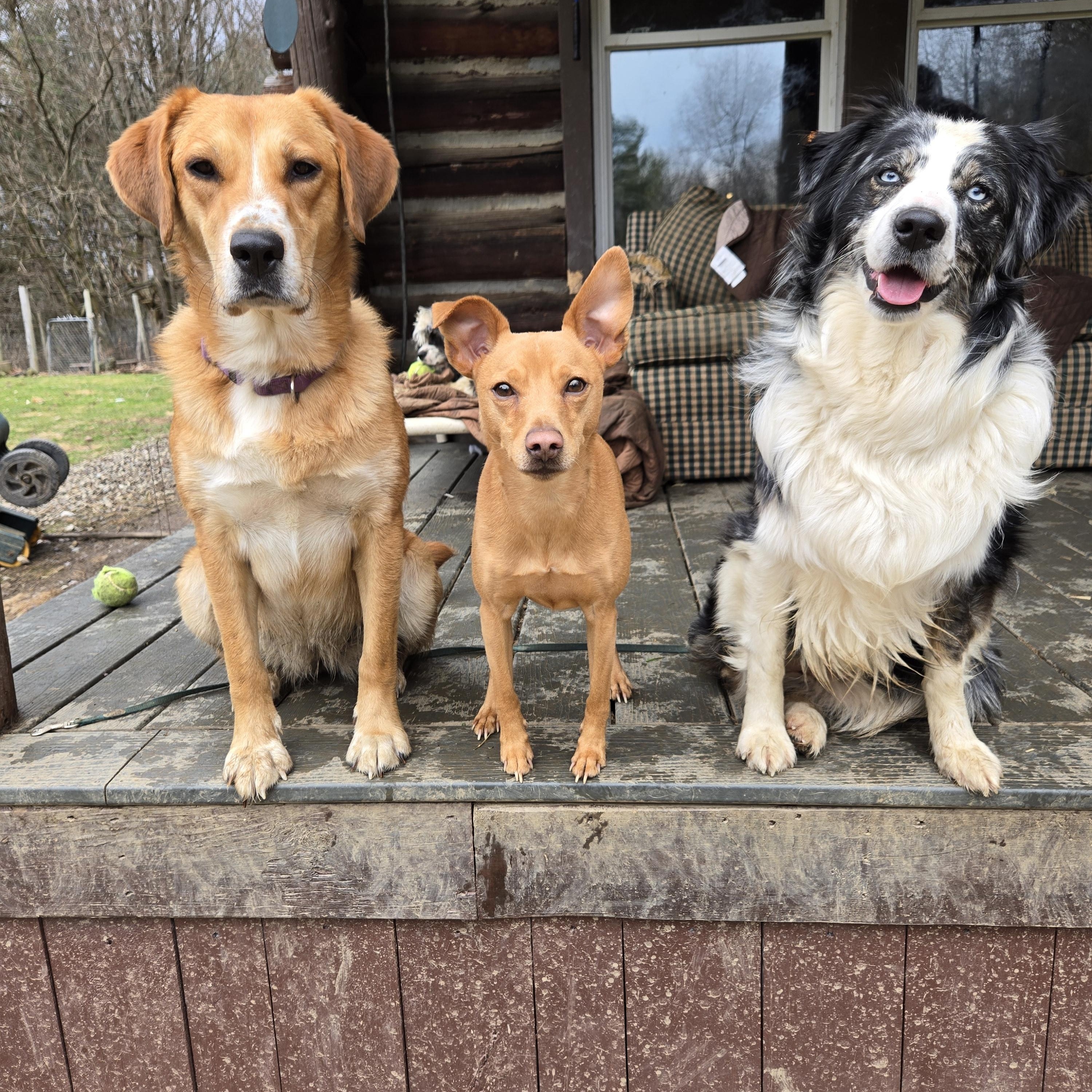 Enlarge Buddy, a Adoptable mixed breed in Friendship, NY image 1/4