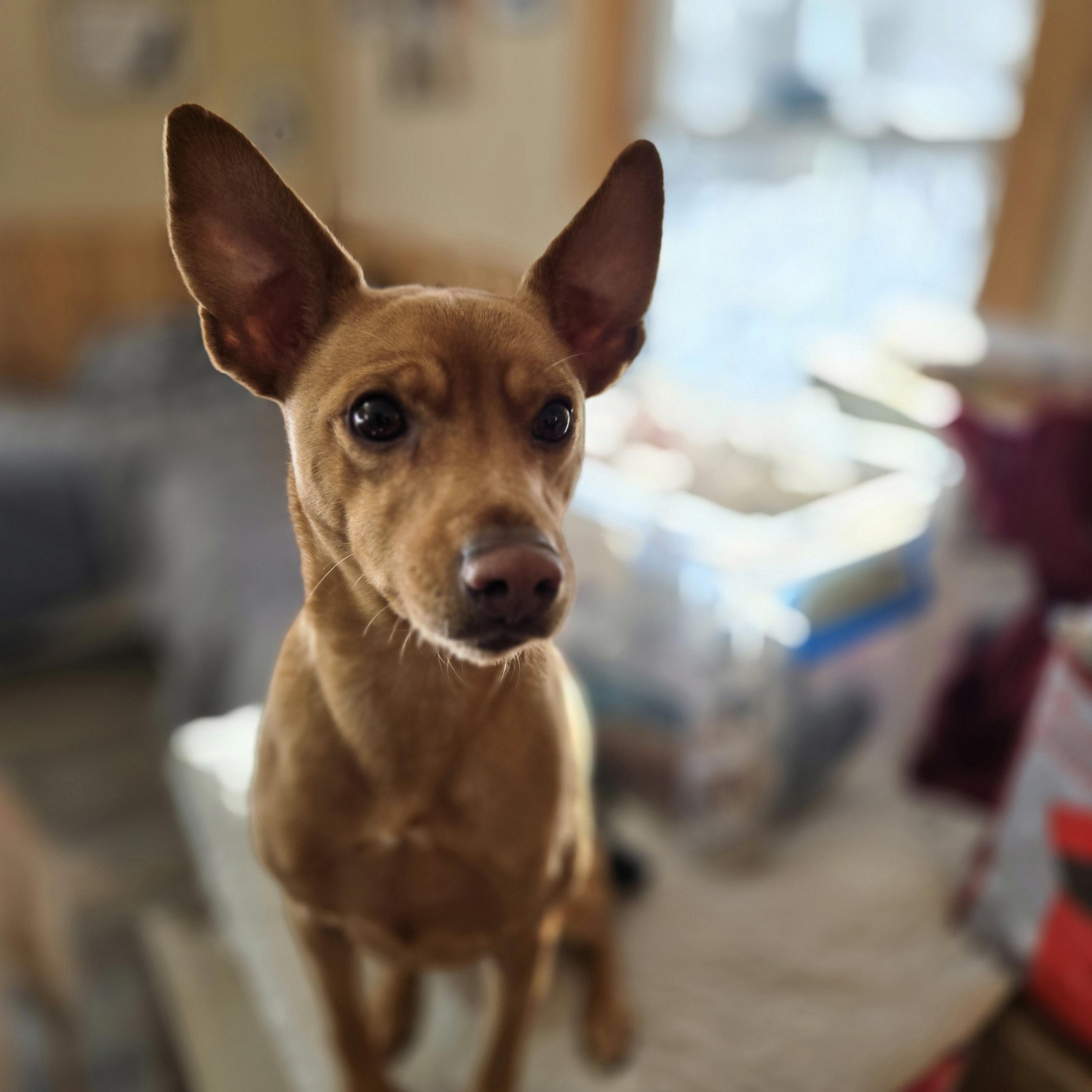 Enlarge Buddy, a Adoptable mixed breed in Friendship, NY image 3/4