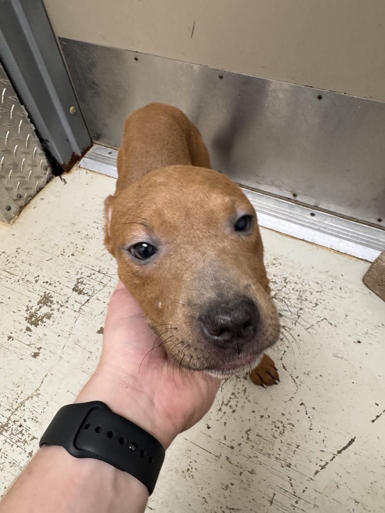 GABRIELLA, adopted, Young Female Pit Bull Terrier.