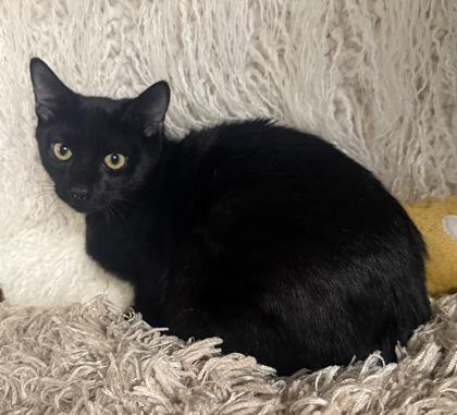 Clancey, Adoptable, Kitten Male Domestic Short Hair & Domestic Short Hair.