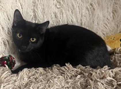 Enlarge Clancey, a Adoptable mixed breed in Conway, SC image 2/3