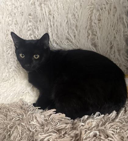 Enlarge Clancey, a Adoptable mixed breed in Conway, SC image 3/3
