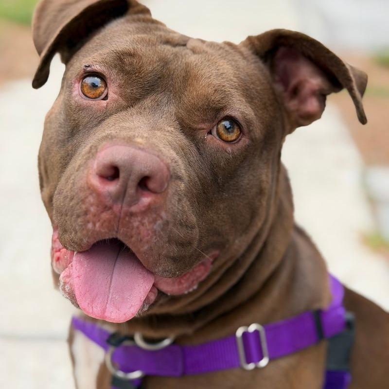 Cookie, Adoptable, Adult Female Pit Bull Terrier & Terrier.