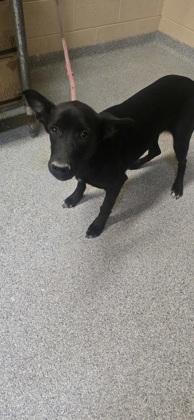 Pink, Adoptable, Adult Female Mixed Breed & Mixed Breed.