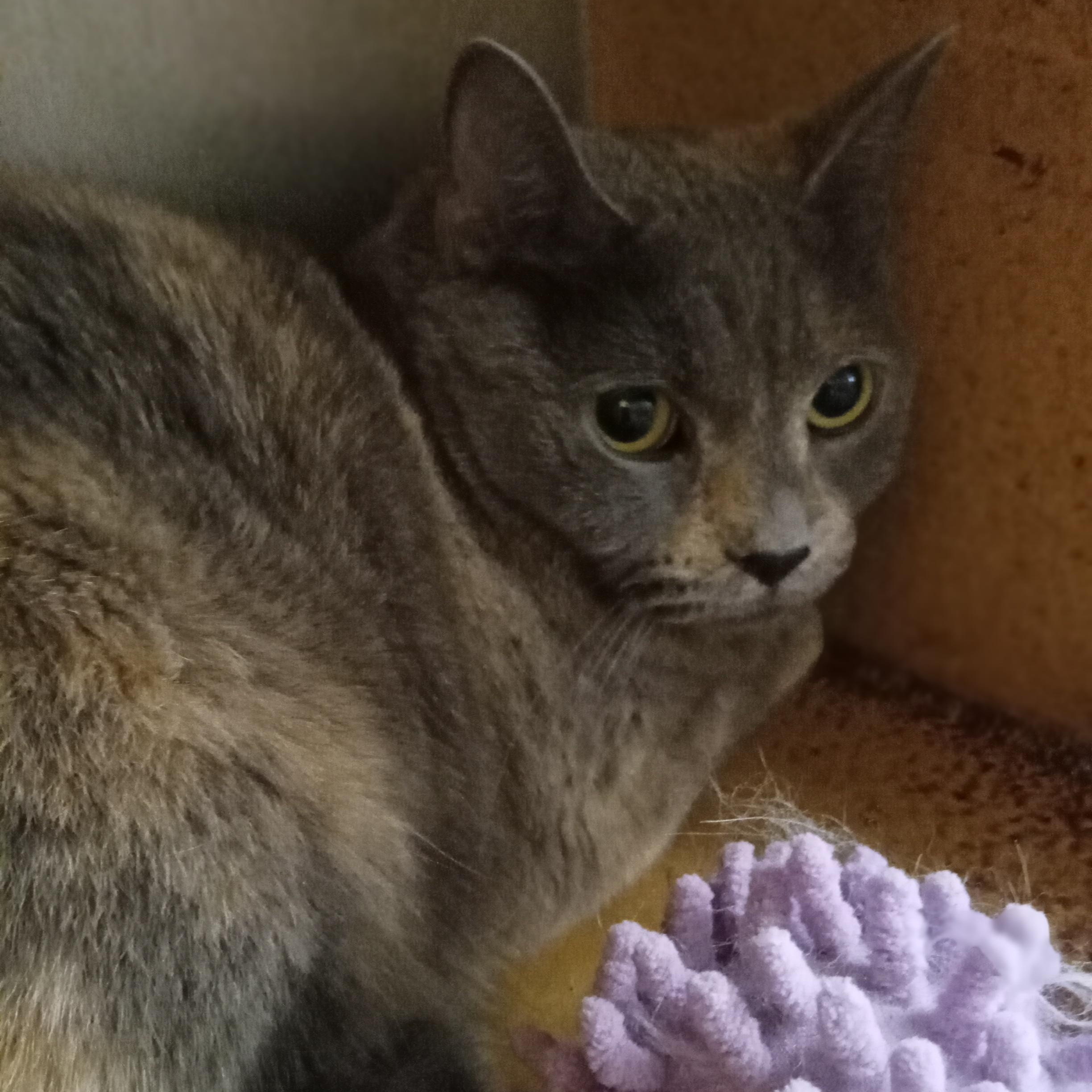 Daisy, Adoptable, Adult Female Domestic Short Hair.