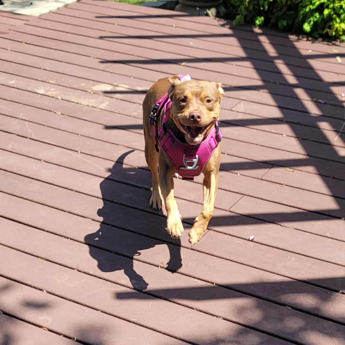 Penny