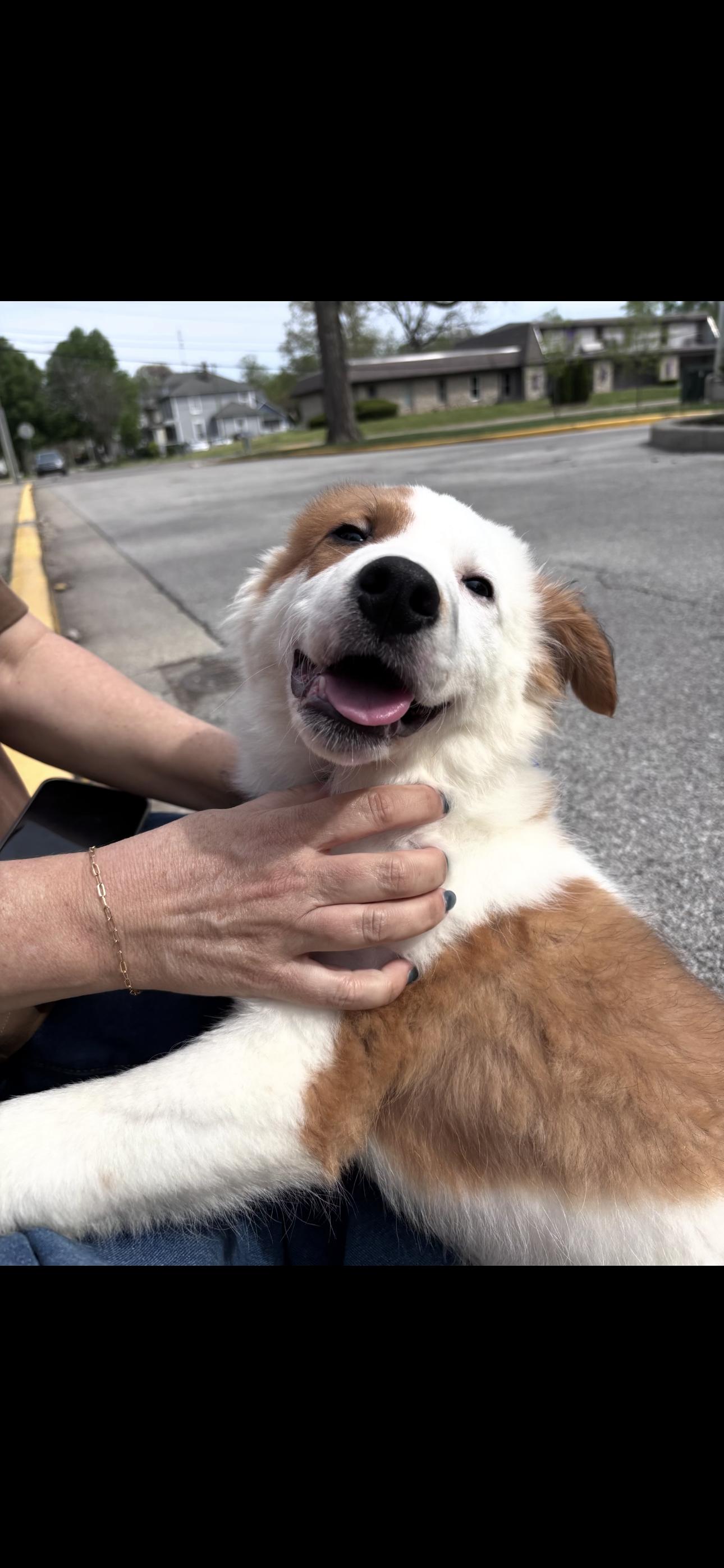 Howard, adopted, Puppy Male Border Collie & Mixed Breed.
