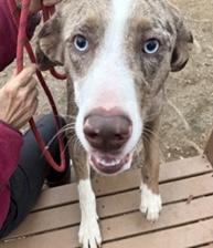 Enlarge Roux, a ADOPTABLE mixed breed in Heathsville, VA image 3/3