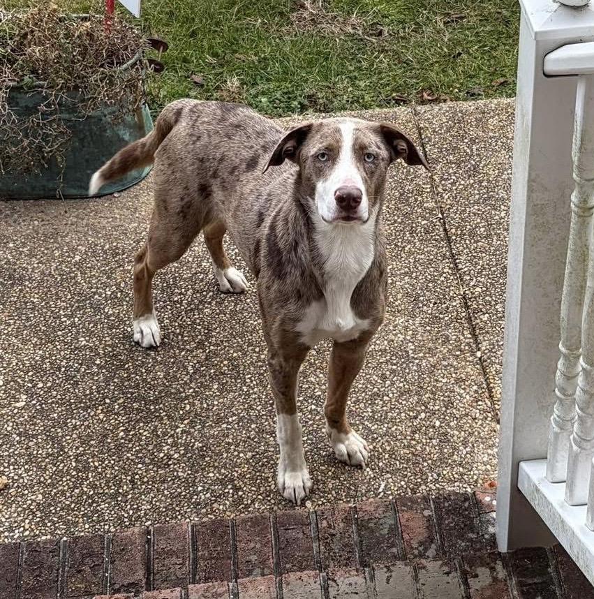 Enlarge Roux, a ADOPTABLE mixed breed in Heathsville, VA image 2/3