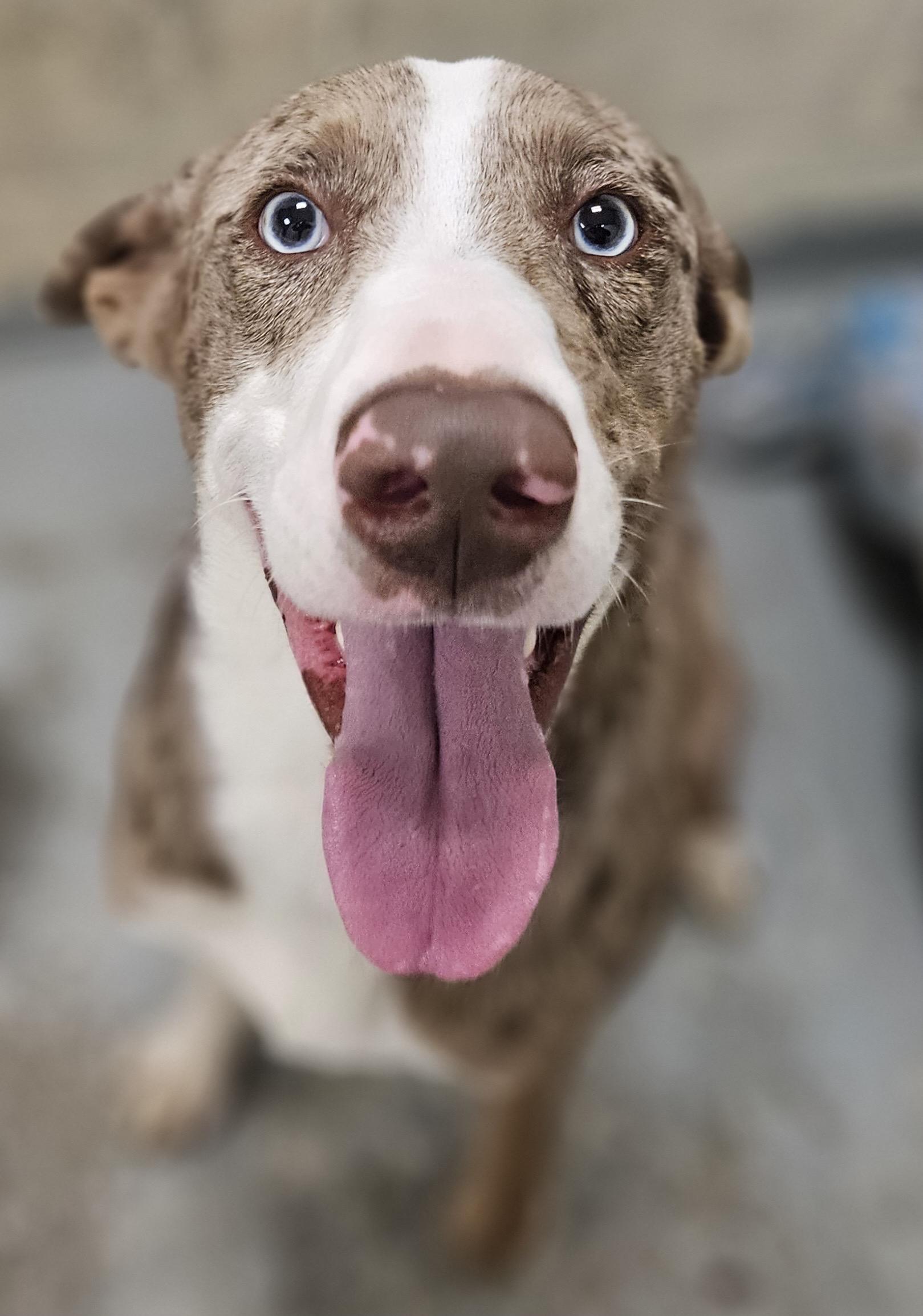 Roux, ADOPTABLE, Young Male Collie & Mixed Breed.