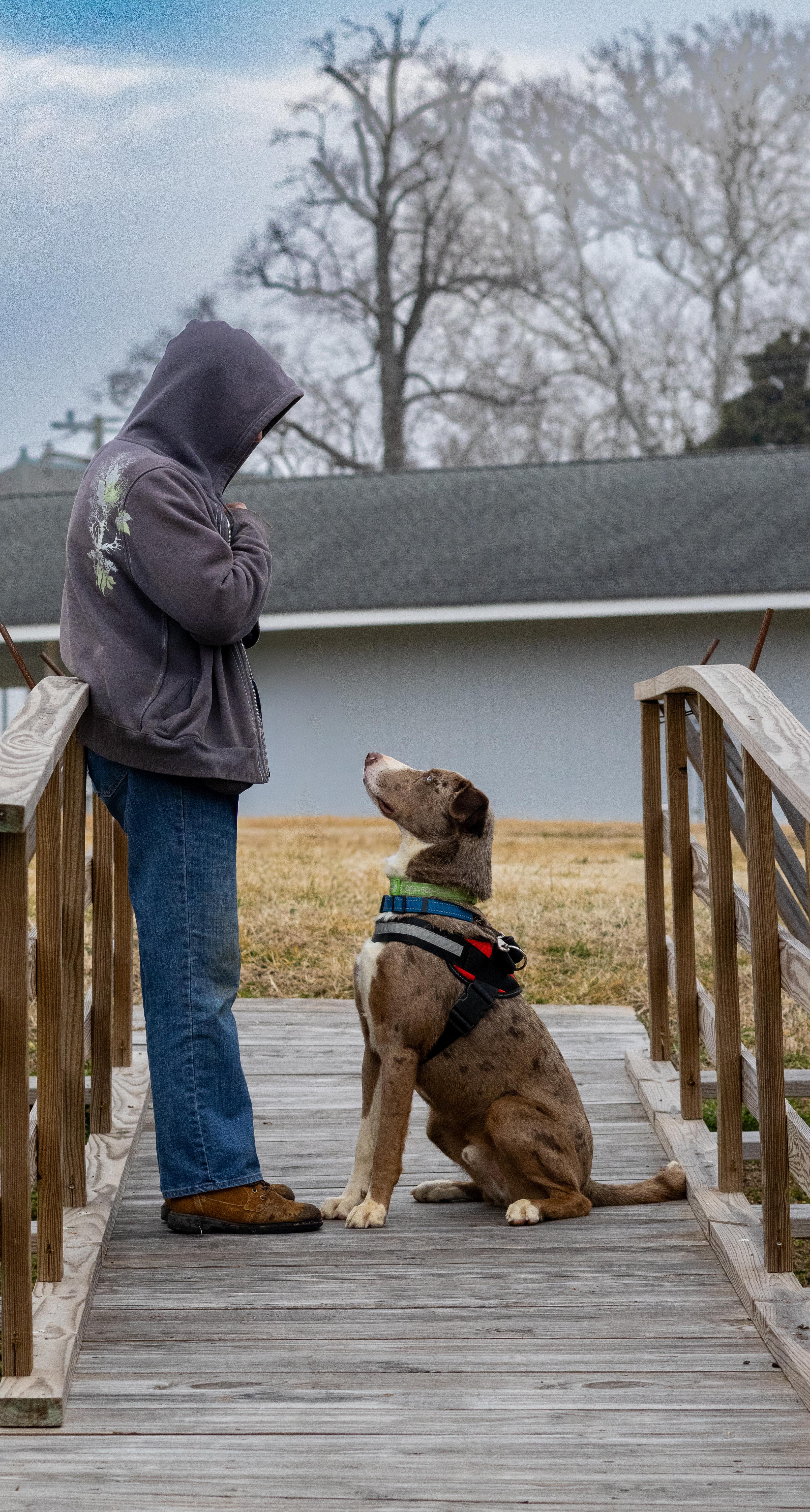 Roux, a ADOPTABLE mixed breed in Heathsville, VA image 5/6