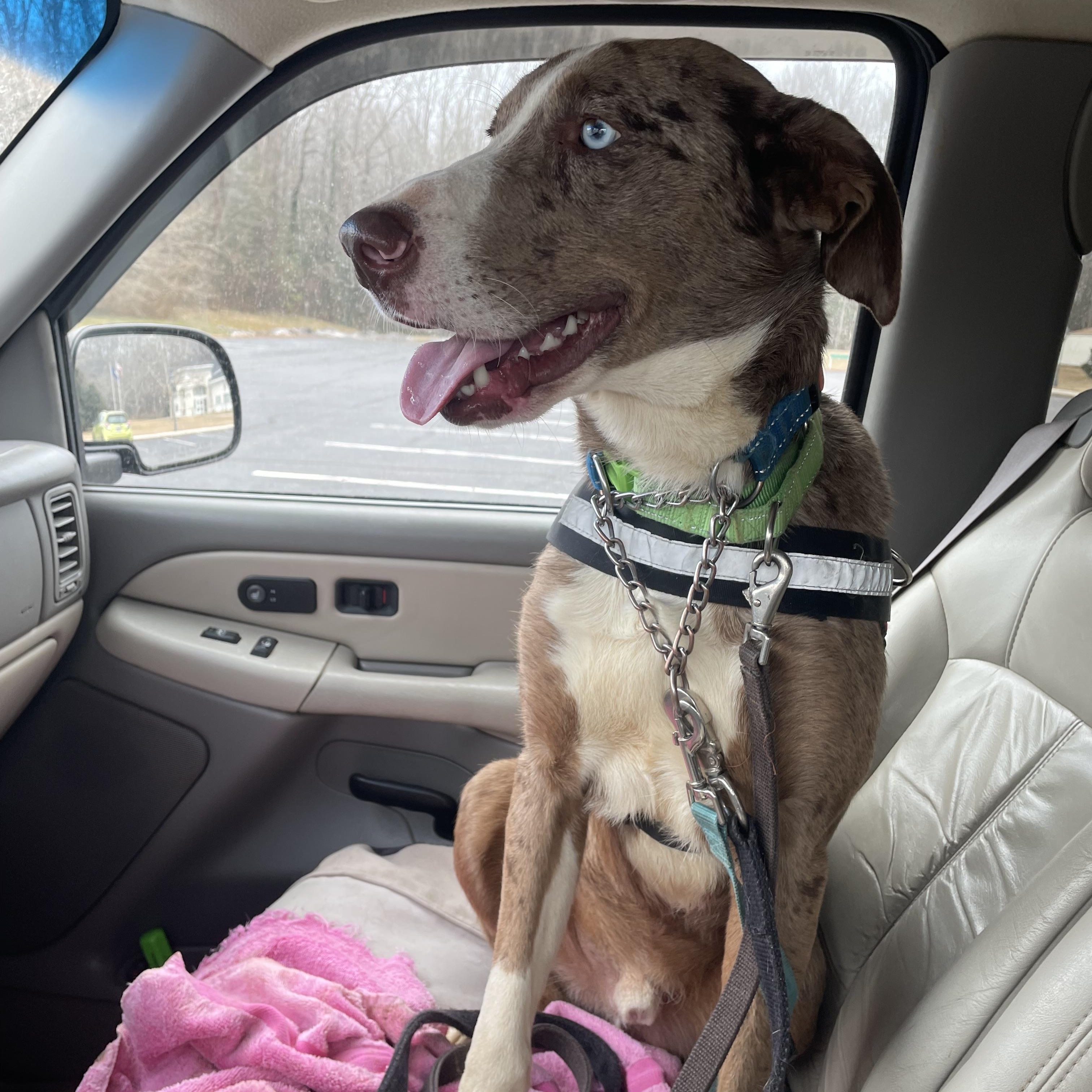 Roux, a ADOPTABLE mixed breed in Heathsville, VA image 3/6