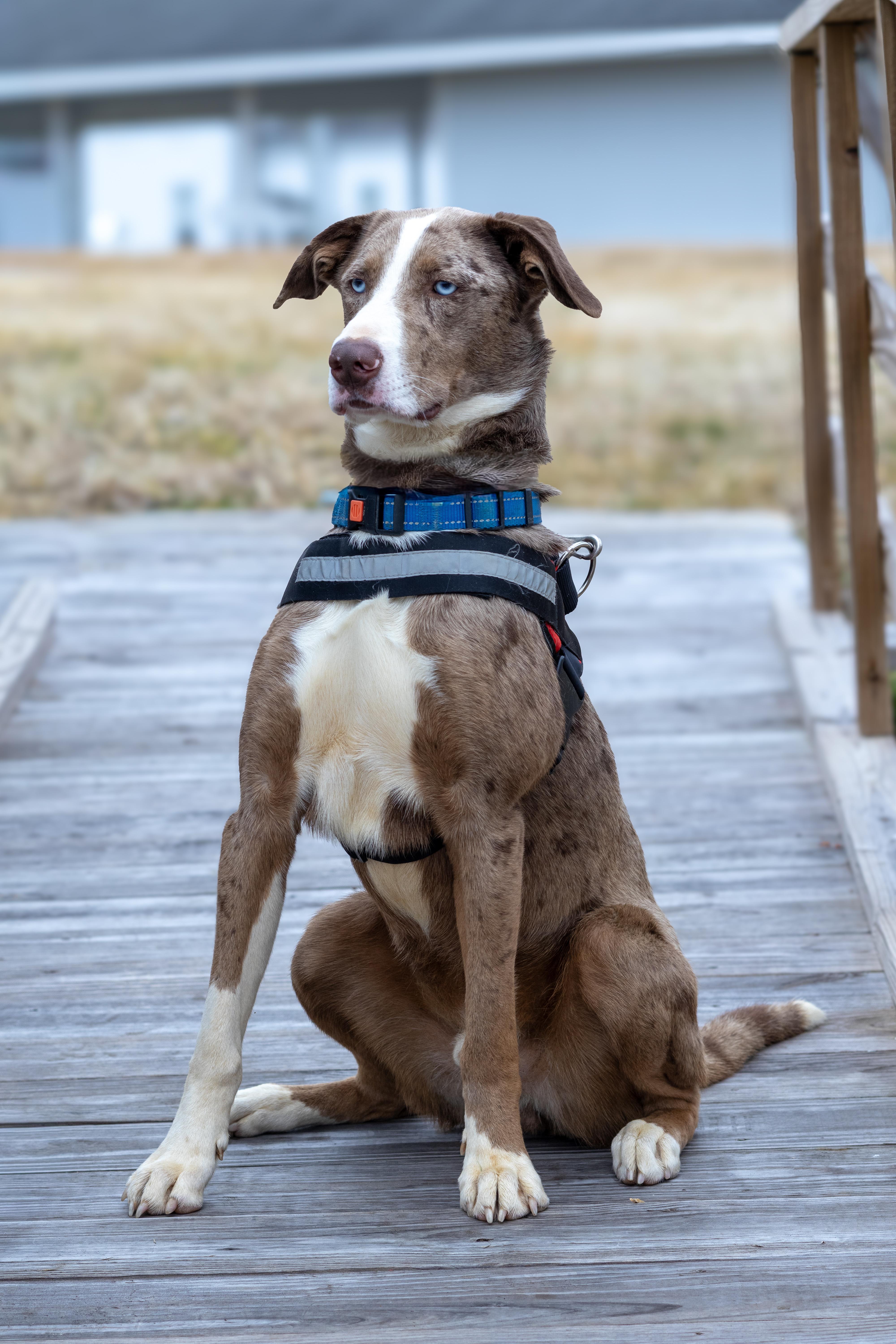 Roux, a ADOPTABLE mixed breed in Heathsville, VA image 2/6
