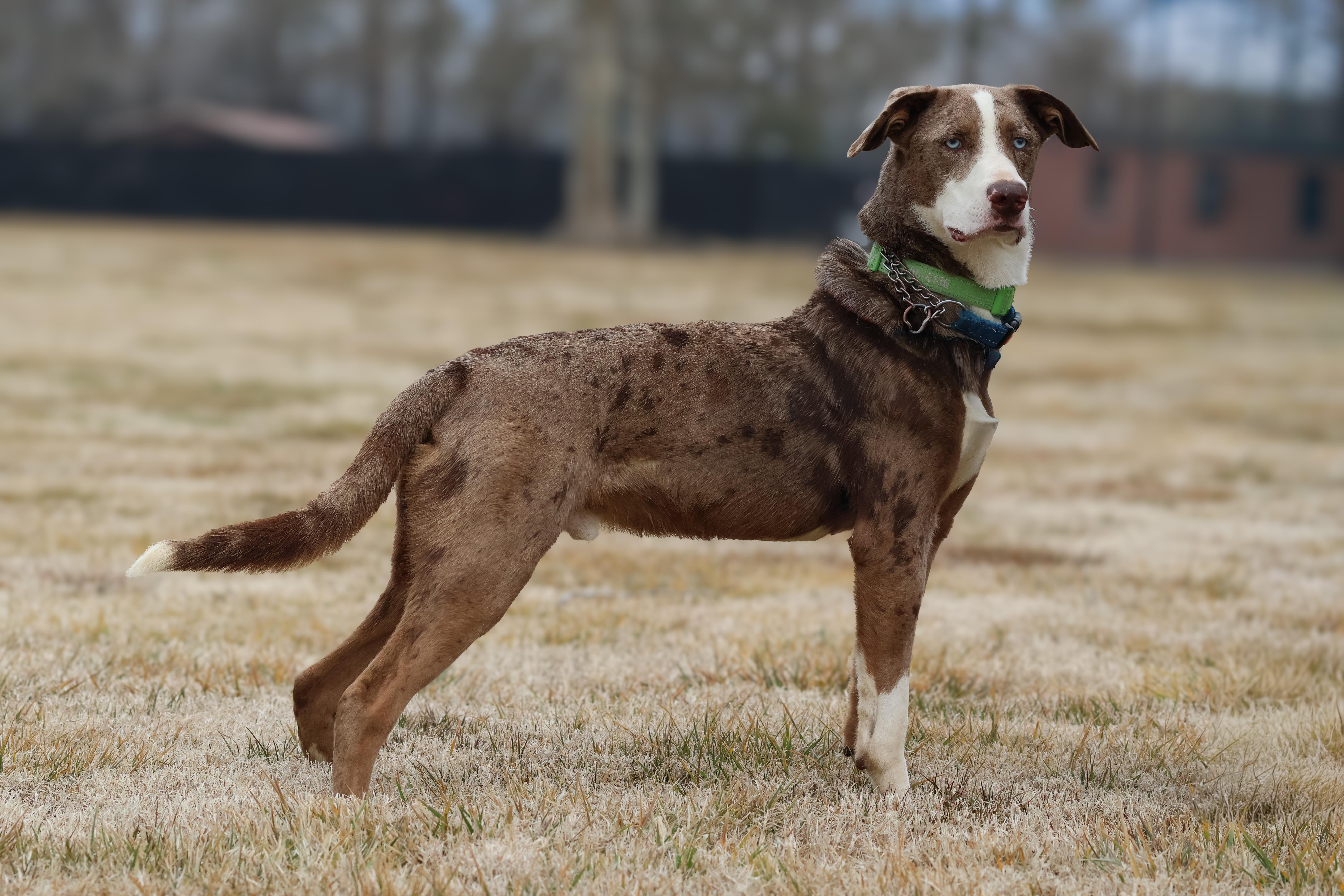 Roux, a ADOPTABLE mixed breed in Heathsville, VA image 4/6