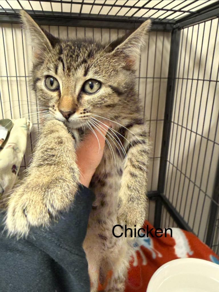 Enlarge Chicken, a Adopted mixed breed in Blountville, TN image 1/1