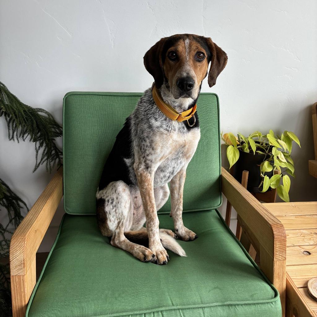Skittles (Sadie), a Adoptable mixed breed in Logan, UT image 1/2