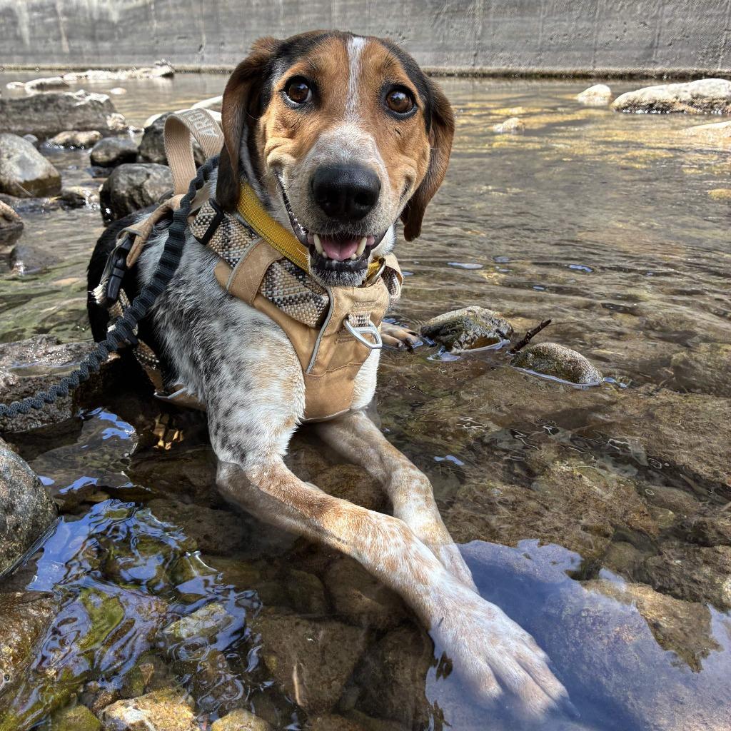 Skittles (Sadie), a Adoptable mixed breed in Logan, UT image 2/2