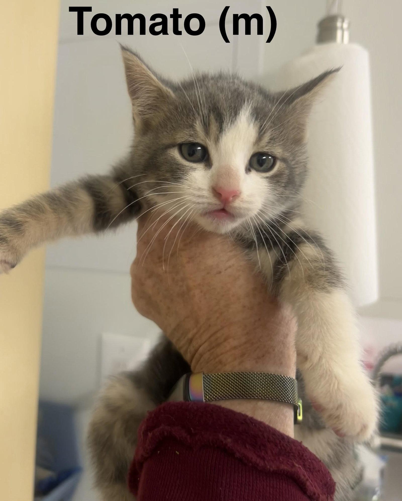 Enlarge Tomatoe, a Adoptable Domestic Short Hair in Saugerties, NY image 1/1
