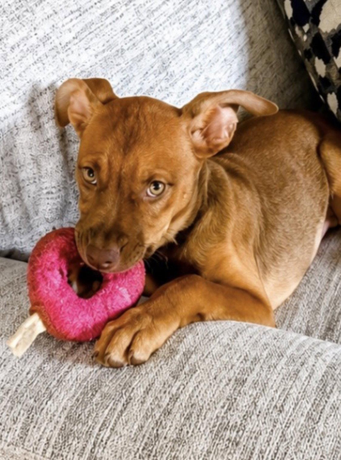 Enlarge Nala, a Adoptable mixed breed in Tonawanda, NY image 3/3