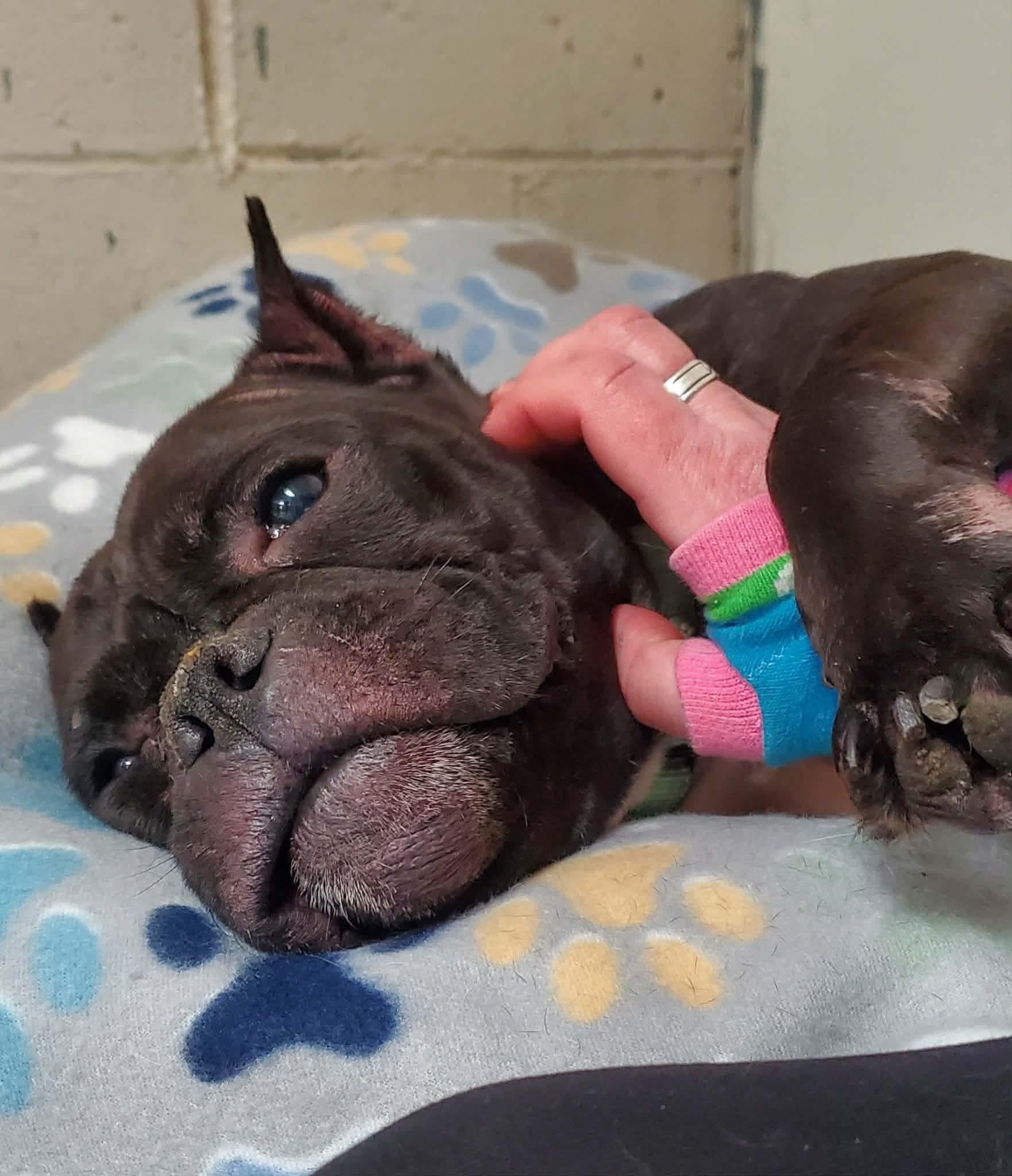 Athena, a Adoptable Mixed Breed in Argyle, NY image 5/6