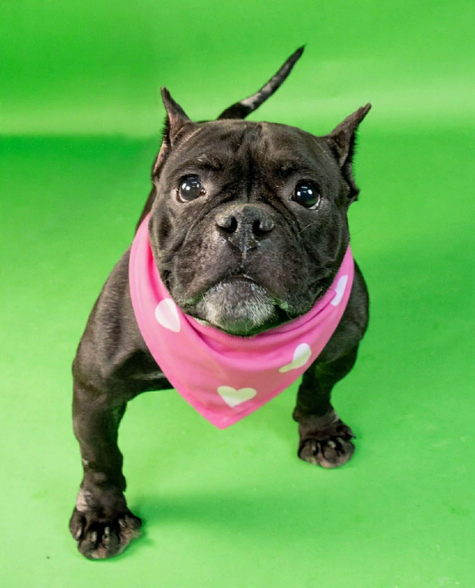 Athena, Adoptable, Adult Female Mixed Breed.