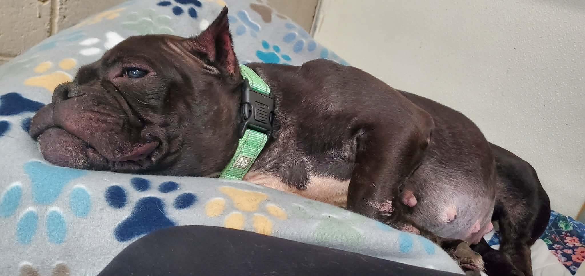 Athena, a Adoptable Mixed Breed in Argyle, NY image 4/6