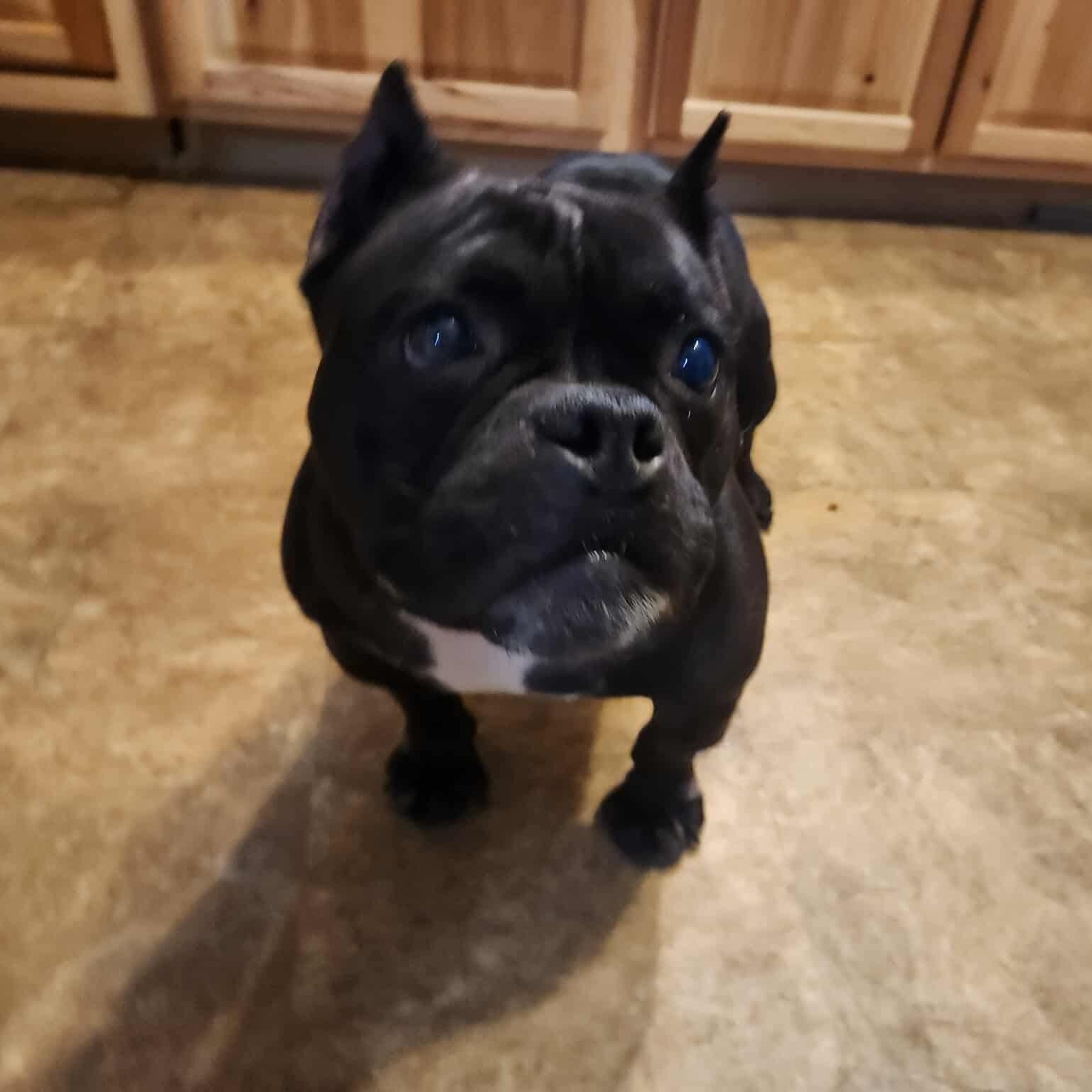 Athena, Adoptable, Adult Female Mixed Breed.