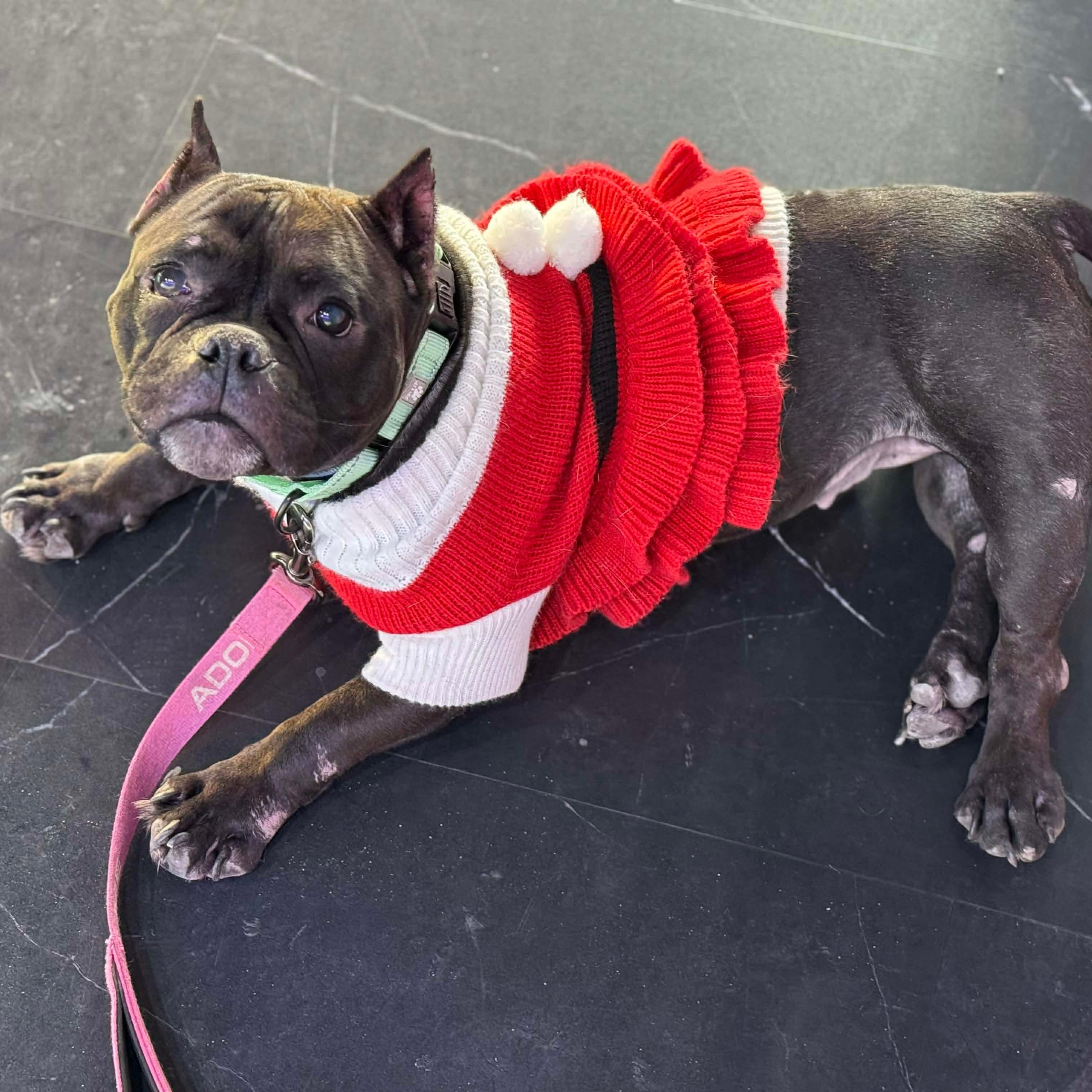 Athena, a Adoptable Mixed Breed in Argyle, NY image 2/6