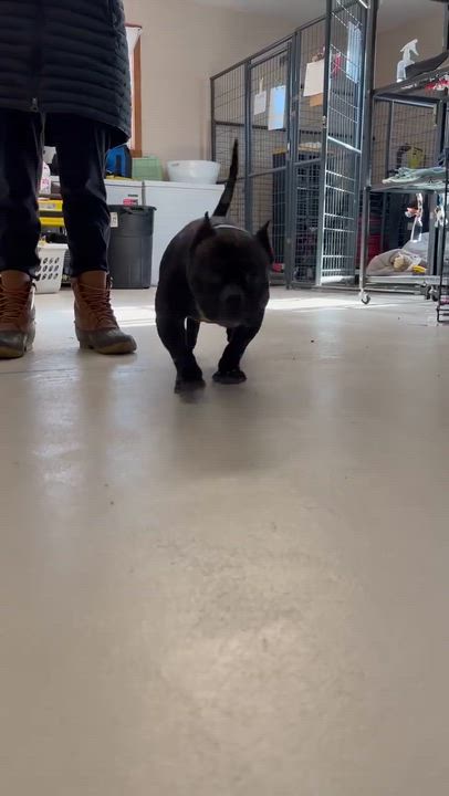 Enlarge Athena, a Adoptable Mixed Breed in Argyle, NY video 6/6