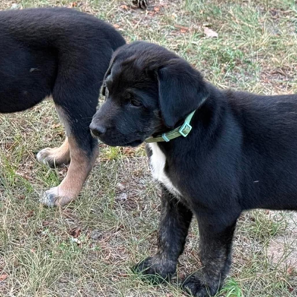 Stud, Adoptable, Puppy Male German Shepherd Dog & Black Labrador Retriever.