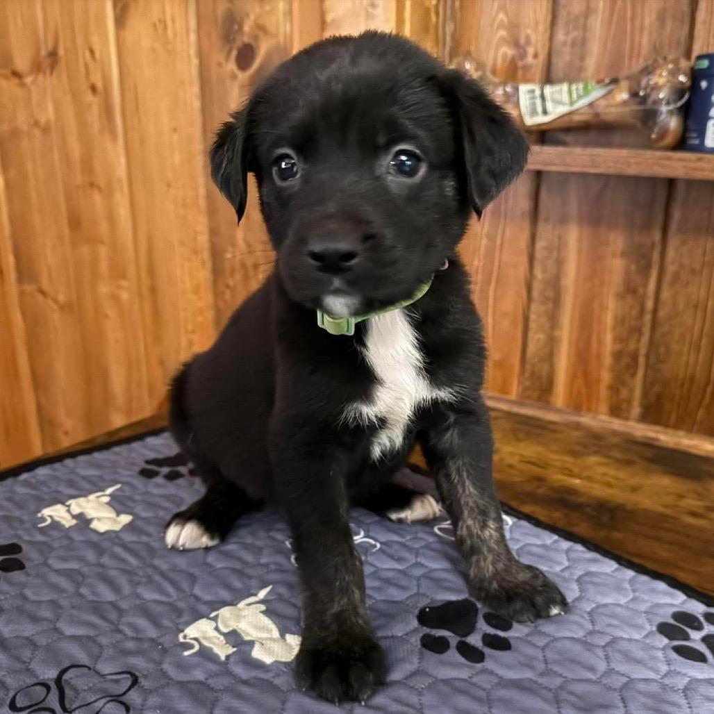 Stud, Adoptable, Puppy Male Shepherd.