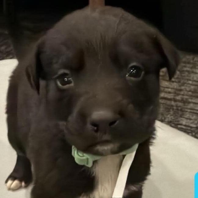 Stud, a Adoptable Shepherd in Brainerd, MN image 2/2