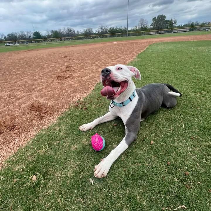 Enlarge Ocean, a Adoptable Pit Bull Terrier in Stephenville, TX image 1/4