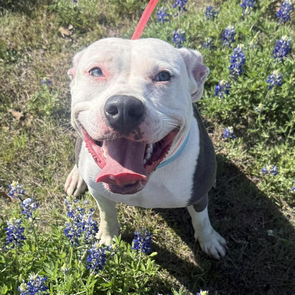 Enlarge Ocean, a Adoptable Pit Bull Terrier in Stephenville, TX image 2/4