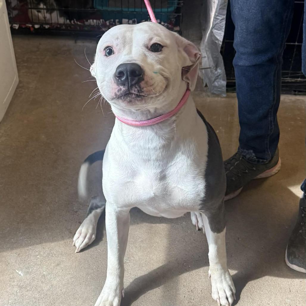 Enlarge Ocean, a Adoptable Pit Bull Terrier in Stephenville, TX image 3/4