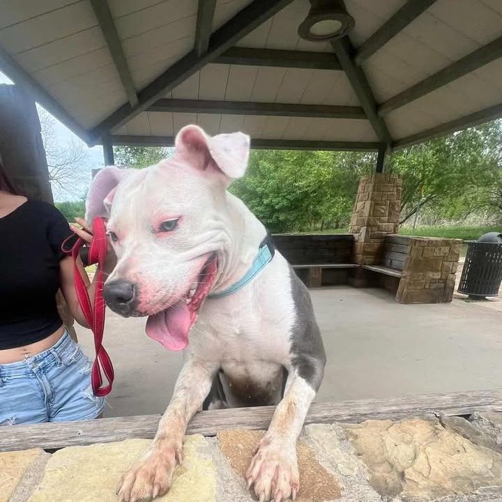 Enlarge Ocean, a Adoptable Pit Bull Terrier in Stephenville, TX image 4/4
