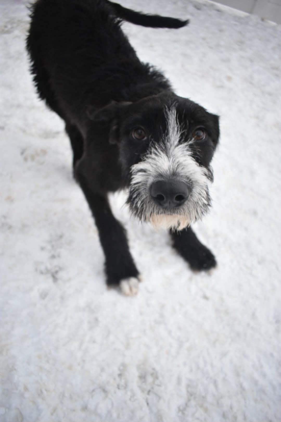 Zion, adopted, Young Male Mixed Breed.