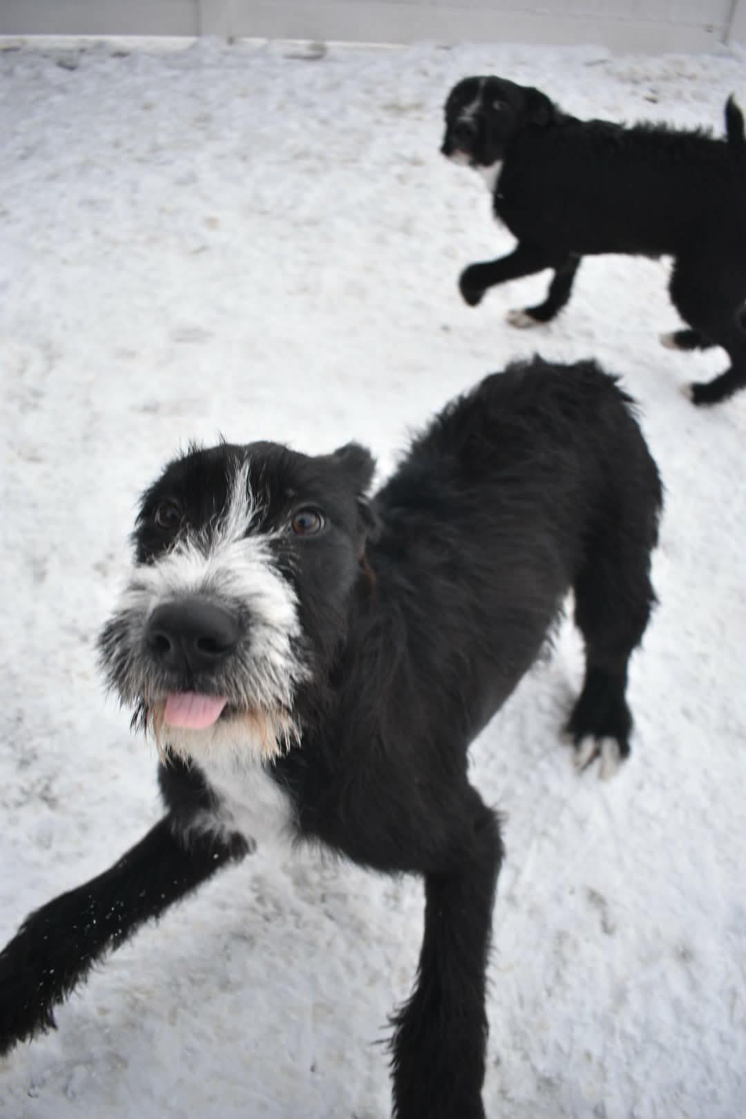 Enlarge Zion, an adopted Mixed Breed in Penfield, NY image 3/6