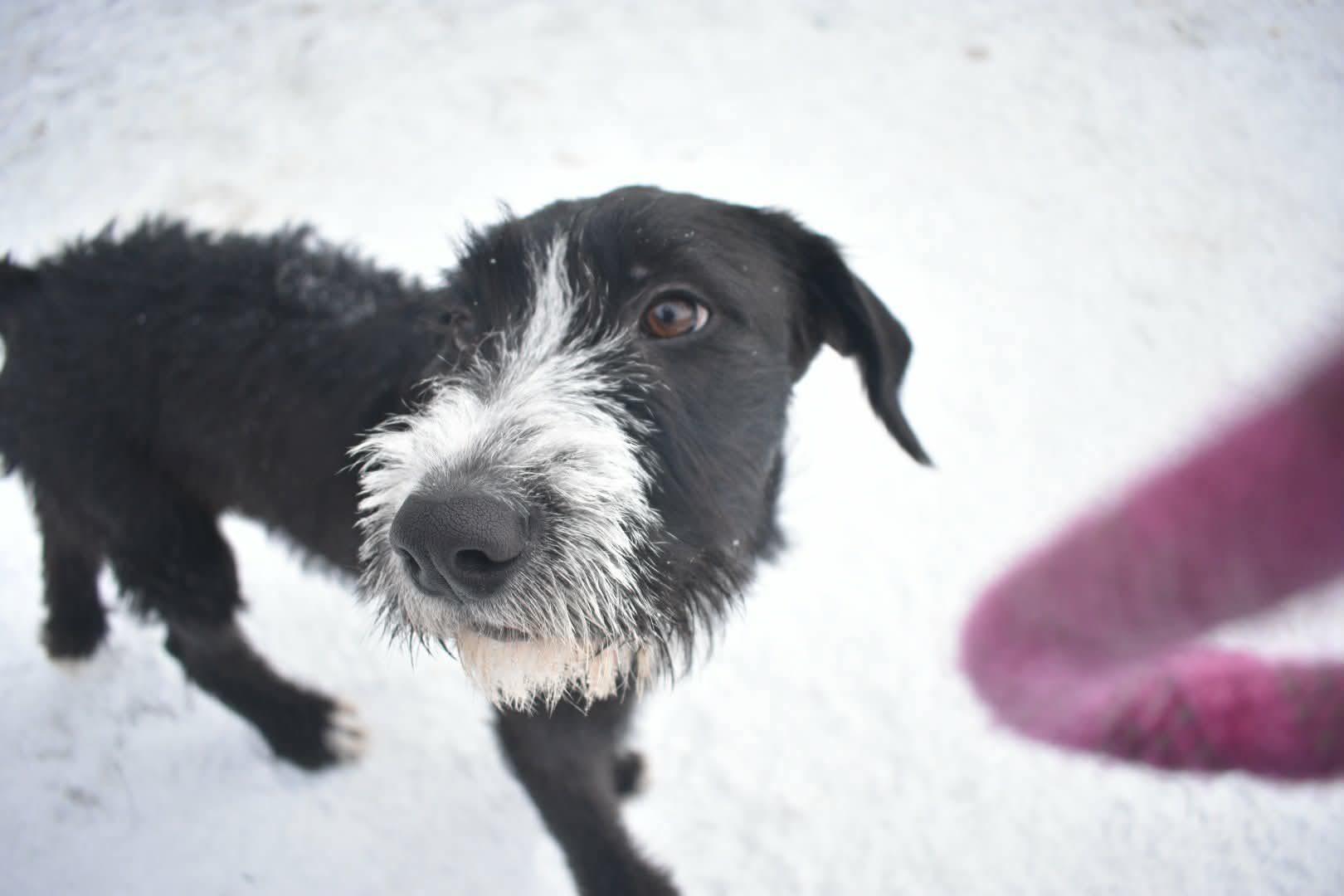 Enlarge Zion, an adopted Mixed Breed in Penfield, NY image 5/6