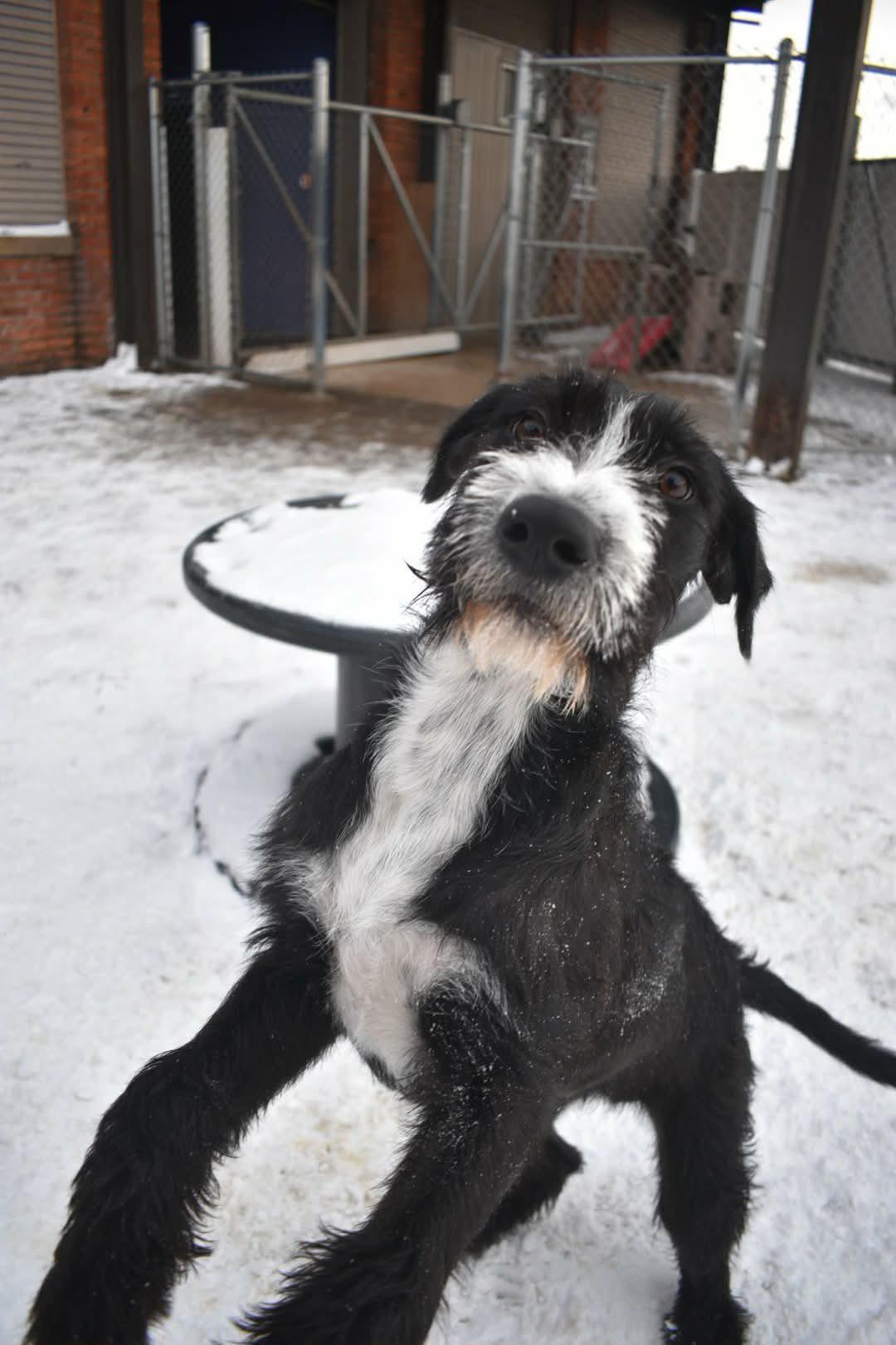 Enlarge Zion, an adopted Mixed Breed in Penfield, NY image 4/6