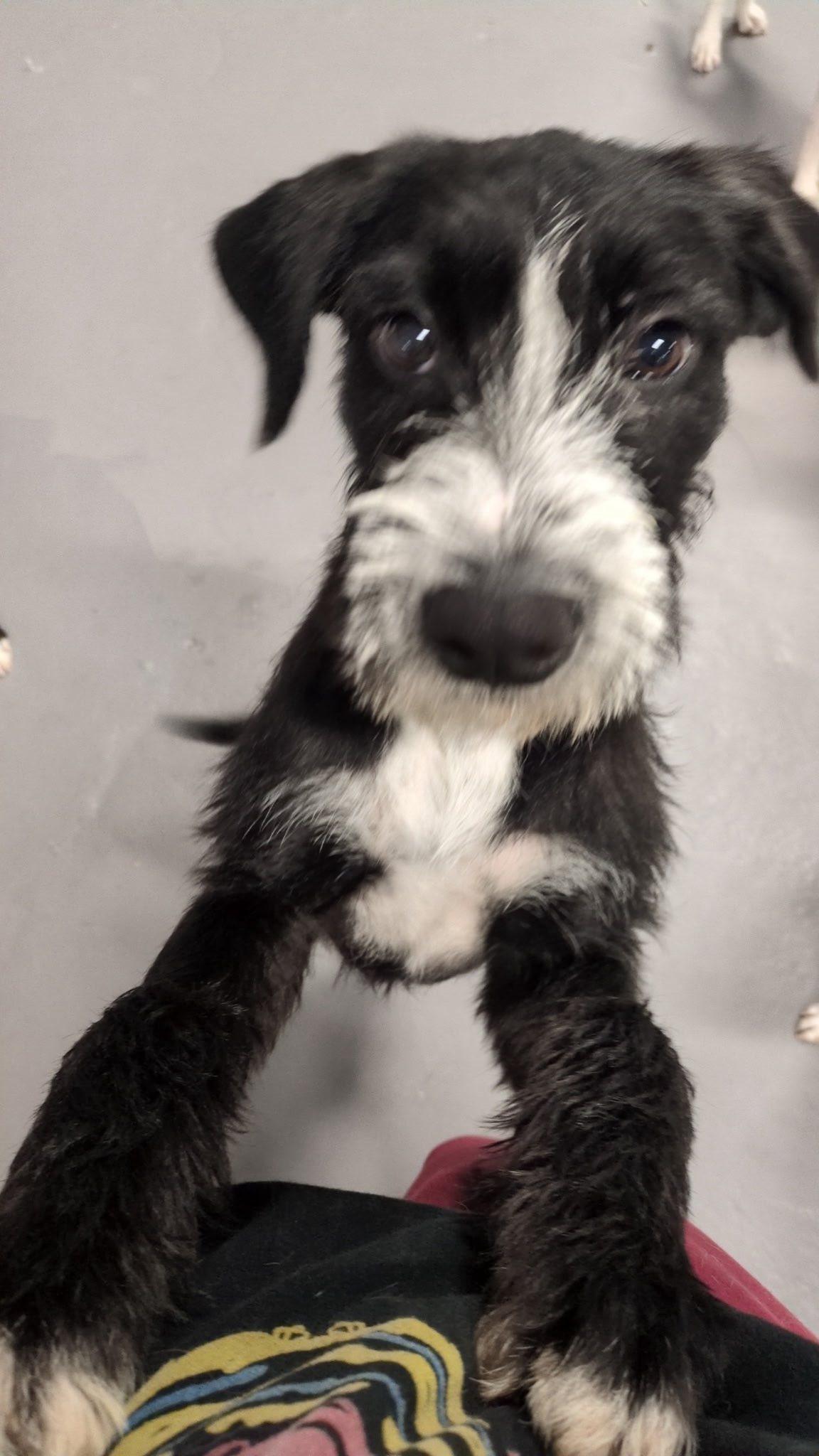 Enlarge Zion, an adopted Mixed Breed in Penfield, NY image 6/6