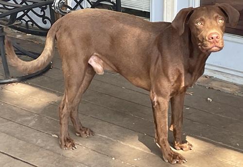 Enlarge Duck #2, a Adoptable mixed breed in Killingworth, CT image 2/5