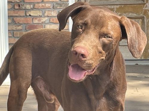 Duck #2, Adoptable, Young Male Chocolate Labrador Retriever.