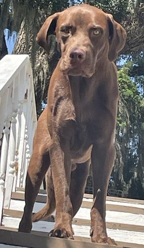 Enlarge Duck #2, a Adoptable mixed breed in Killingworth, CT image 4/5