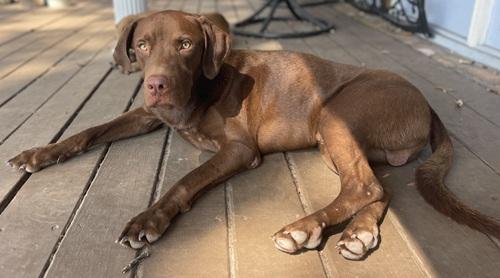 Enlarge Duck #2, a Adoptable mixed breed in Killingworth, CT image 3/5